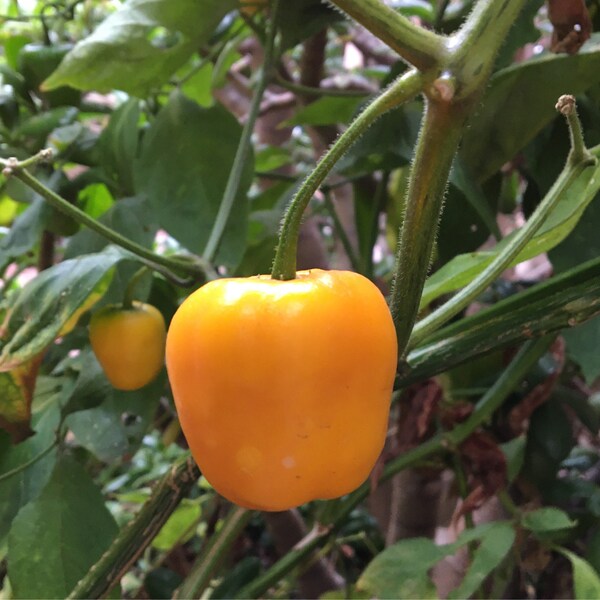 Yellow Manzano Pepper Plant / Spicy Fruit / Various Sizes Available - Live Plant