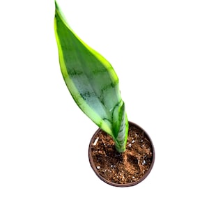 Sansevieria Silver Laurentii 4” inch | Succulent | Gift Ideas - live plant