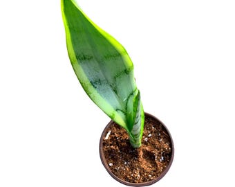 Sansevieria Silver Laurentii 4” inch | Succulent | Gift Ideas - live plant