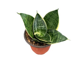 May include: A potted snake plant with green and yellow variegated leaves. The plant is in a brown plastic pot. The leaves are upright and have a striped pattern. The plant is set against a white background.