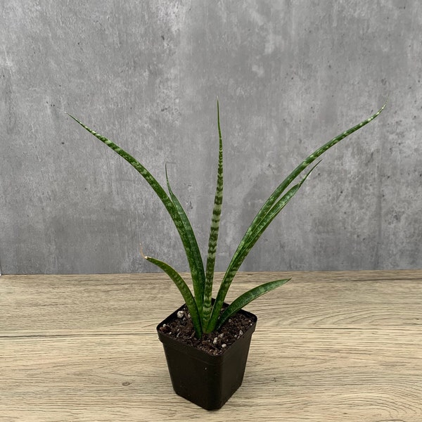 Sansevieria Bacularis Fernwood ‘Mikado’ 4” inch  / Succulent - Live Plant