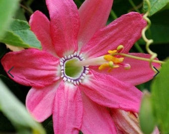 Banana Passion fruit | Bright Pink Flowers | Passiflora Mollissima Sweet Banana fruiting | Rare | Gift Ideas - Live Plant Vining Plants