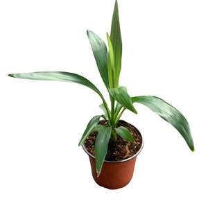 Dracaena Marginata ‘Magenta’ | Dragon Tree | Various Sizes | Gift Ideas - Live Plant Plants
