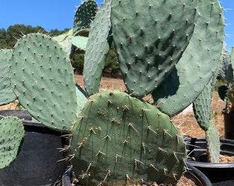 Opuntia joconostle | Edible fruit | Xoconostle Cacti | Various Sizes | succulent - live plant Plants