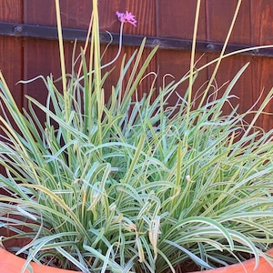 Society Garlic Variegated white pink |  Various Sizes | Live Plant | Gift Ideas | Purple Flowers Plants