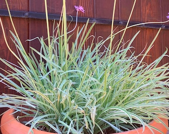 Society Garlic Variegated white pink |  2 Pack 4 Pack Multi Pack bulb division |  Live Plant | Gift Ideas | Purple Flowers Plants
