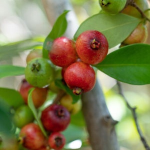 Strawberry Guava Tree / Fruiting / Various Sizes Available - Live Plant