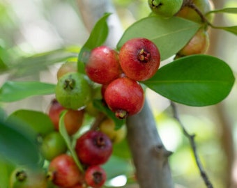 Strawberry Guava Tree / Fruiting / Various Sizes Available - Live Plant