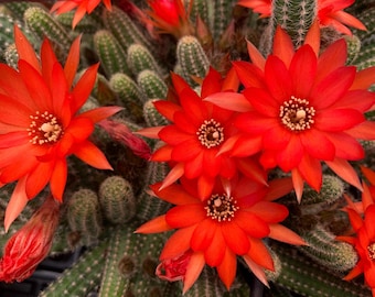 Chamaecereus silvestrii | Orange flowers | ‘Peanut Cactus’ | Succulent | Various Sizes | Gift Ideas | live plant Plants