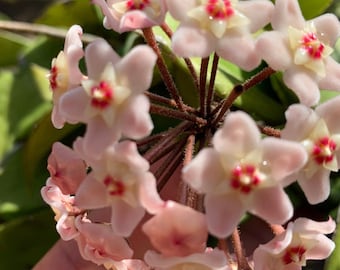 Hoya Carnosa Light Pink Flowers Starter Plant 4” pot - Live Plant