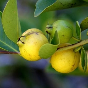 Lemon Guava Tree | Live Plant | Fruiting | Various Sizes Available Plants
