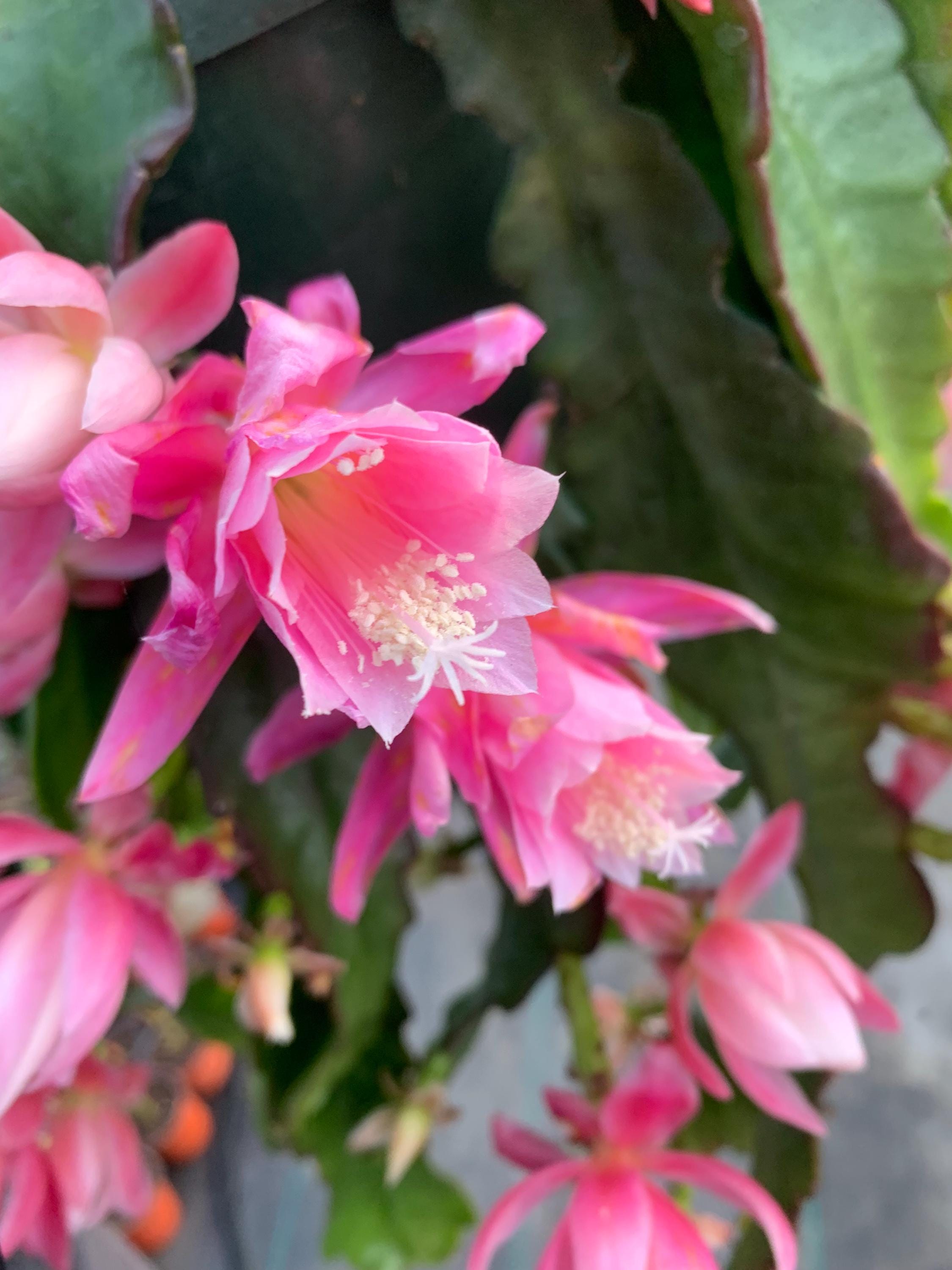 Epiphyllum Orchid Cactus Rare rooted pot choose size |  German Empress | Pink and White Flowers - Live Plant Plants