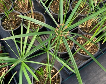 Cypress Alternifolius Dwarf Umbrella 6” inch pot  - Live Plant