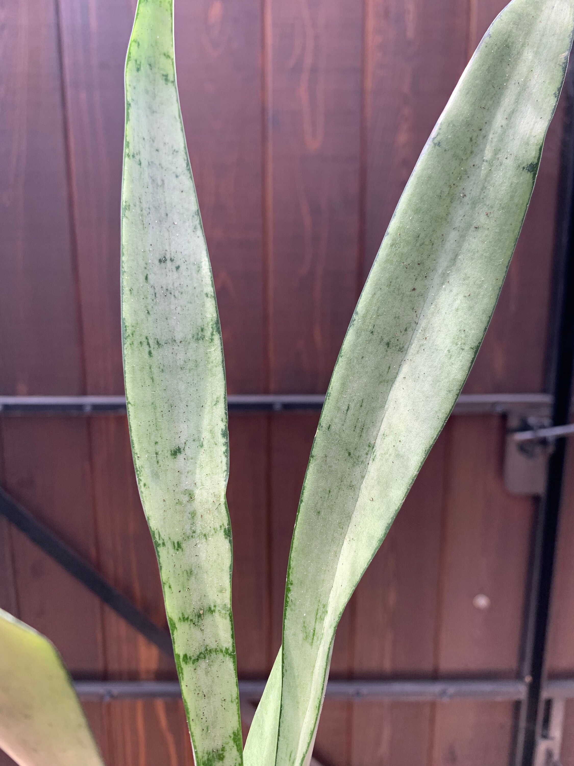 Sansevieria Silver Streak 4 Inch Rare Succulent Live - Etsy