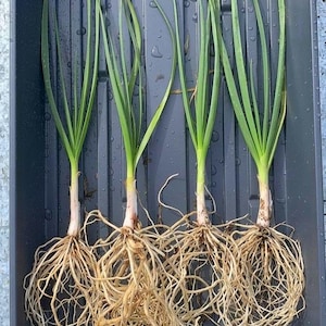 May include: Four green onion seedlings with long, slender, vibrant green leaves and extensive, tangled white root systems. The plants are arranged vertically in a dark gray, rectangular plastic tray with a ribbed base and visible water droplets.