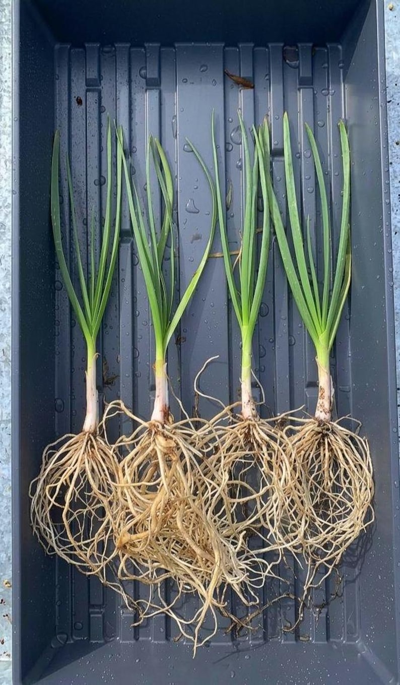 May include: Four green onion seedlings with long, slender, vibrant green leaves and extensive, tangled white root systems. The plants are arranged vertically in a dark gray, rectangular plastic tray with a ribbed base and visible water droplets.