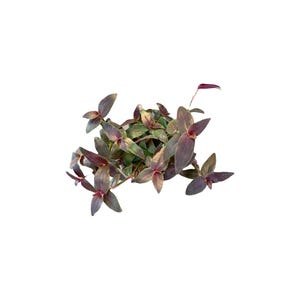 Tradescantia  ‘Jose Puig’ Gibasis | Rare | Exotic | Trailing | Various Sizes  | Wandering dude - Live Plant Plants