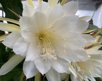 Cleopatra Queen of the Night Orchid Cactus | Epiphyllum Oxypetalum | Rare Fragrant Tropical | Live Plant