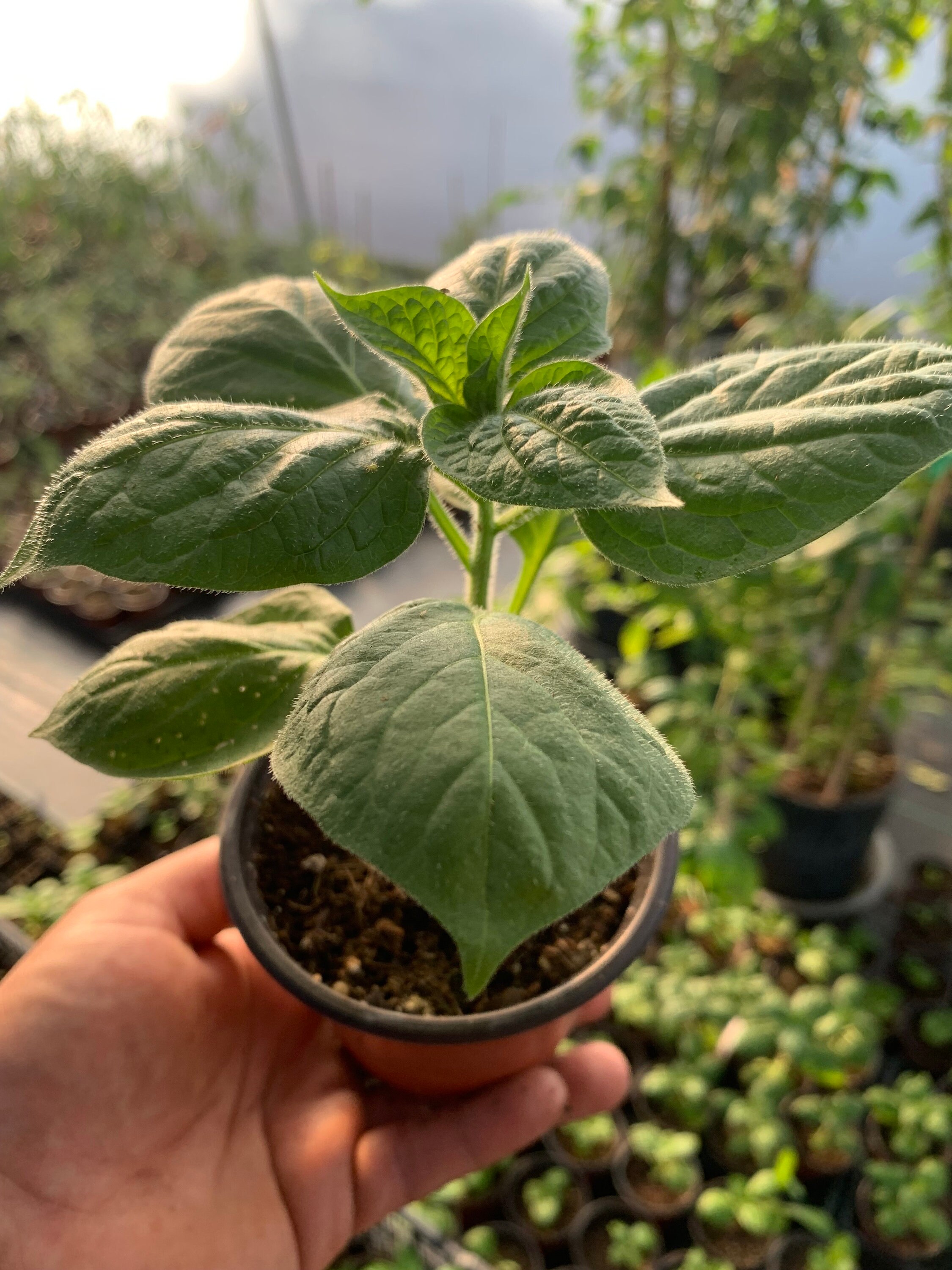 Spicy Secrets Revealed: Manzano Vs Habanero Pepper Guide - pfkm1q0