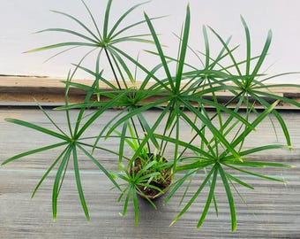 Cypress Alternifolius Dwarf Umbrella | Various Sizes  - Live Plant Plants