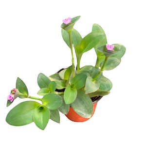Tradescantia  Pallida ‘blue sue’ Rare | House Plant | Various sizes | Wandering dude |   - Live Plant Plants