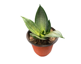 Sansevieria Star Power 4 Inch Rare | Snake Plant | Succulent | Indoor  Outdoor | Gift Ideas - Live Plant Plants - Etsy