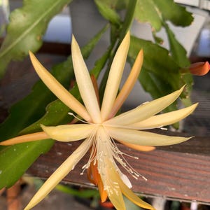 May include: Close-up of a blooming Epiphyllum flower. The flower has long, pointed petals in shades of yellow and cream, with a delicate white center. Green leaves and a wooden surface are visible in the background. The flower is in full bloom, showcasing its intricate details.