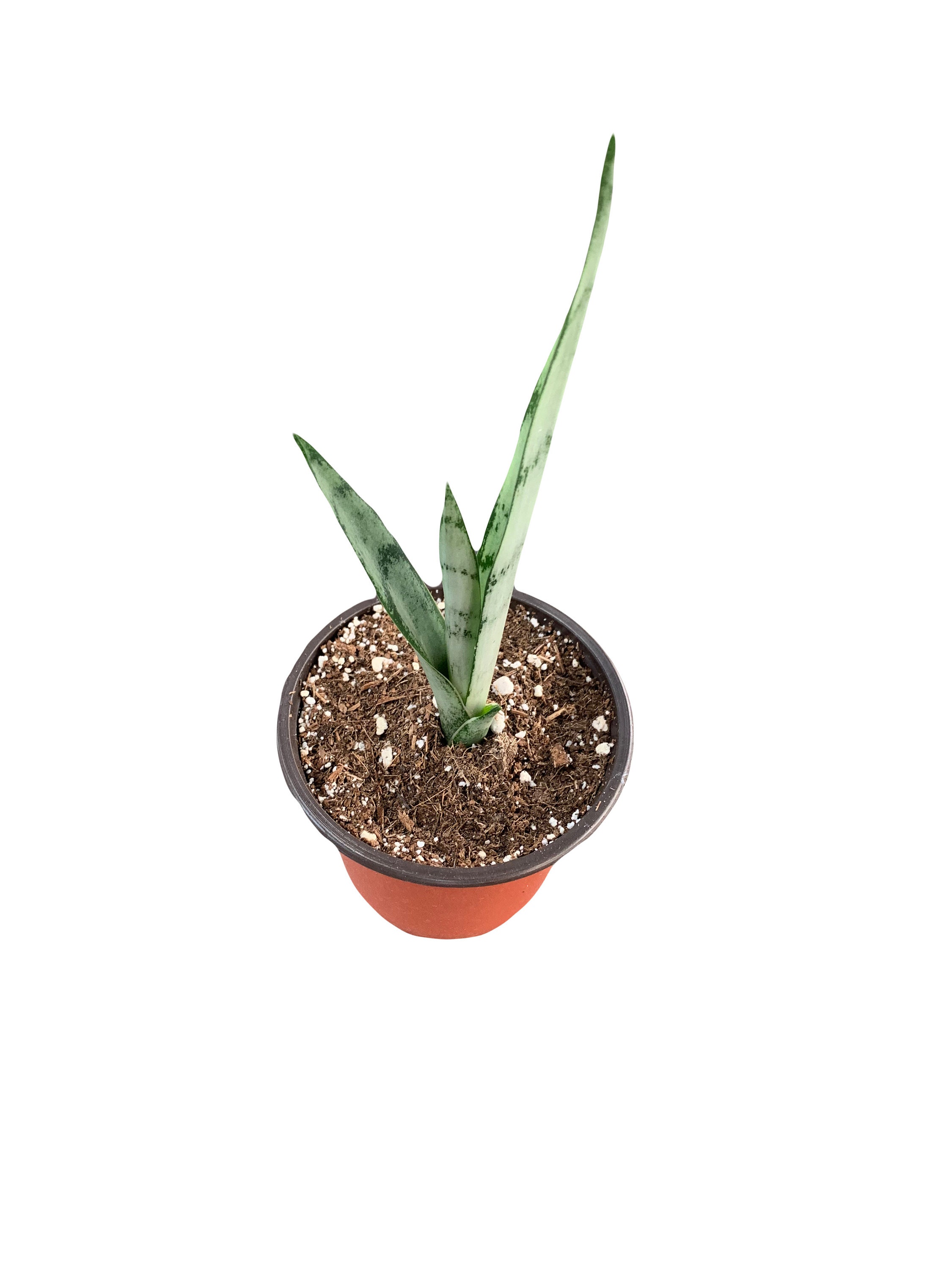 Sansevieria Silver Streak Snake Plant Rare | Succulent - live plant Plants