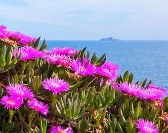 Carpobrotus acinaciformis purple flowers Multi pack  | Trailing Ice Plant | ground cover | Pigface | Gift Ideas - live plant