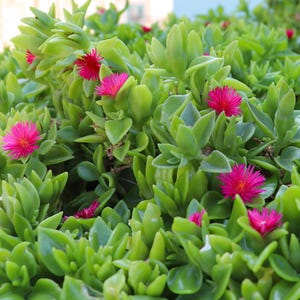 May include: Close-up of a vibrant green succulent plant with small, bright pink flowers in full bloom. The leaves are thick and fleshy, creating a lush, textured appearance. The flowers have a star-like shape, adding a pop of color to the green foliage.
