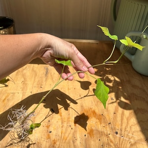 May include: A sweet potato vine cutting featuring a long, slender green stem with several heart-shaped leaves and a cluster of white, fibrous roots at the base. The plant cutting is held horizontally, displaying its delicate structure and foliage.
