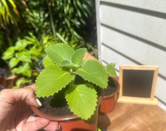 Può includere: Una piccola pianta succulenta verde brillante con foglie spesse, seghettate e a forma di cuore che cresce in un vaso di plastica marrone riempito di terriccio scuro. La pianta presenta uno stelo centrale con foglie disposte in strati densi.