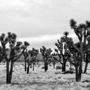 Fine Art Print: Joshua Tree, California