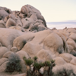 Fine Art Print: Joshua Tree, California