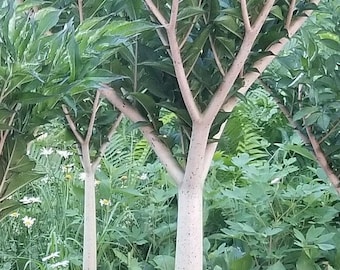 AMORPHOPHALLUS KONJAC "Leo Song" Hundred (100) Bulbils - Voodoo Lily Bulb