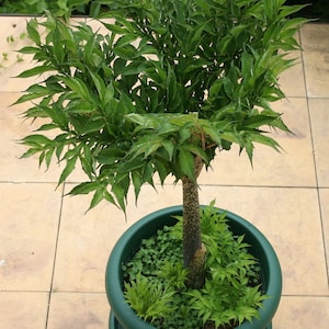 AMORPHOPHALLUS KONJAC Ten (10) Bulbils - Voodoo Lily Bulb