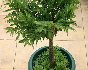 AMORPHOPHALLUS KONJAC Ten (10) Bulbils - Voodoo Lily Bulb