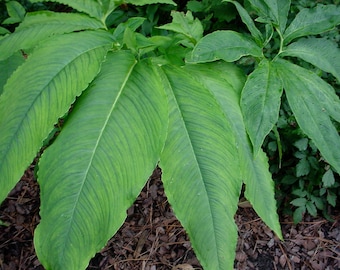 SAUROMATUM VENOSUM Three (3) 1.5 - 3.0 oz. Bulbs - Voodoo Lily / Corpse Flower Bulb