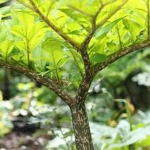AMORPHOPHALLUS KONJAC "Gordon's Gold" Ten (10) Bulbils - Voodoo Lily Bulb