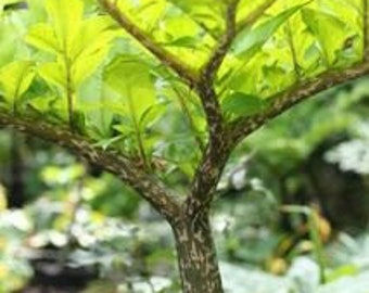 AMORPHOPHALLUS KONJAC "Gordon's Gold" Ten (10) Bulbils - Voodoo Lily Bulb