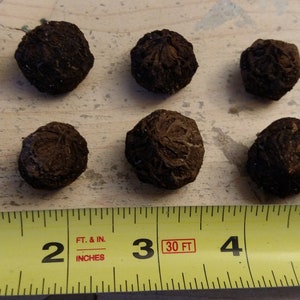 SAUROMATUM VENOSUM Ten (10) Bulbils - Voodoo Lily / Corpse Flower Bulb