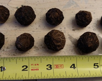 SAUROMATUM VENOSUM Ten (10) Bulbils - Voodoo Lily / Corpse Flower Bulb