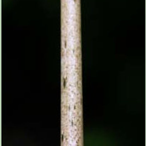 AMORPHOPHALLUS KONJAC "Beige Stem" One (1) 5.0 - 8.0 oz. Bulb - Voodoo Lily / Corpse Flower Bulb