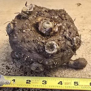 AMORPHOPHALLUS KONJAC "Leo Song" 1 lb 3 oz. 4.0 inch Bulb - Voodoo Lily