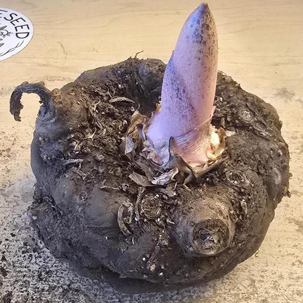 AMORPHOPHALLUS KONJAC "Gordon's Gold" 1 lb 2 oz 4.5 Inch Bulb - Voodoo Lily Bulb