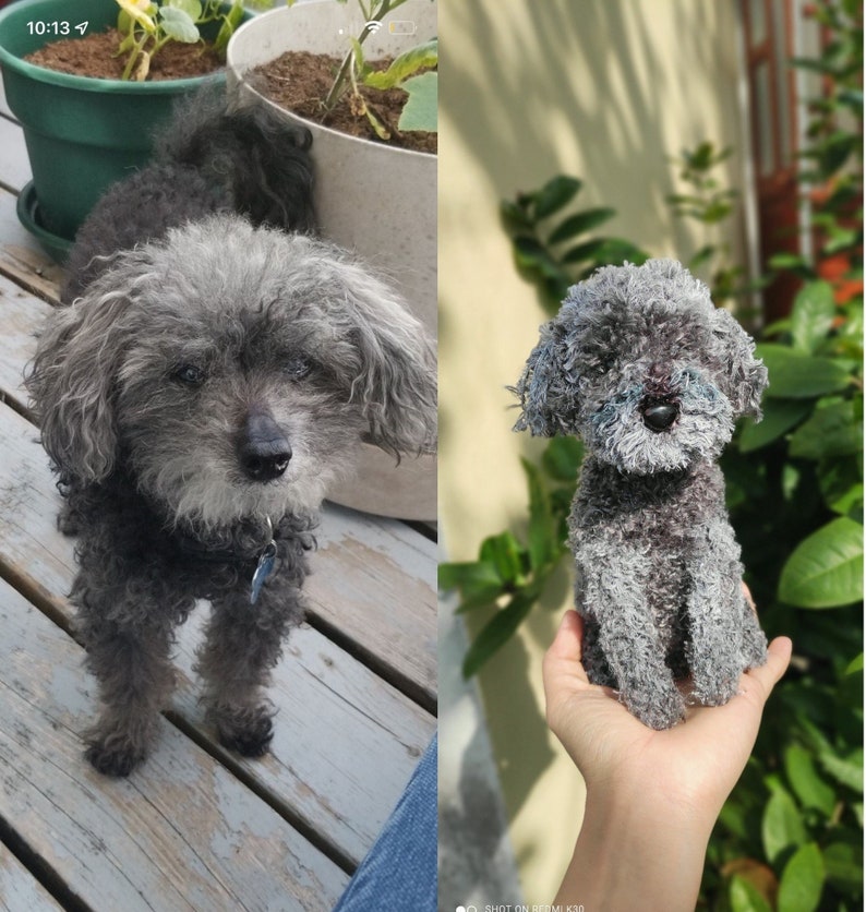 May include: A gray poodle dog sitting on a wooden deck. The dog is looking at the camera.