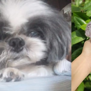 May include: A close-up of a small, white and gray Shih Tzu dog with long, fluffy hair. The dog is looking at the camera with its tongue slightly sticking out.