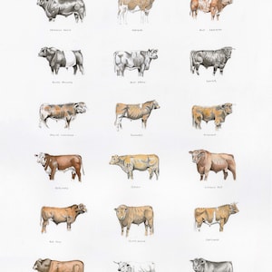 Native Cattle