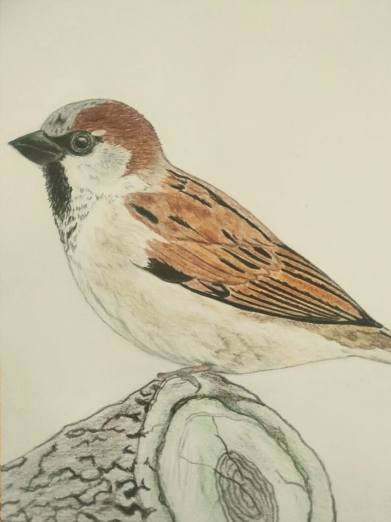 Sparrow Printable DIGITAL DOWNLOAD Digital Print Colored - Etsy