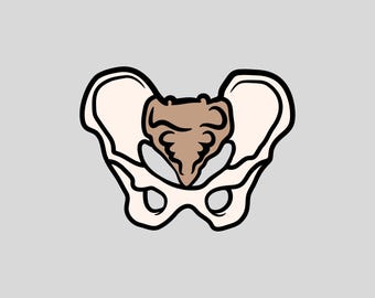 Pelvis Anatomy PNG | Realistic Pelvic Bone Clipart | Pelvic Floor Therapy Sublimation Design | PT OT Student Digital Download